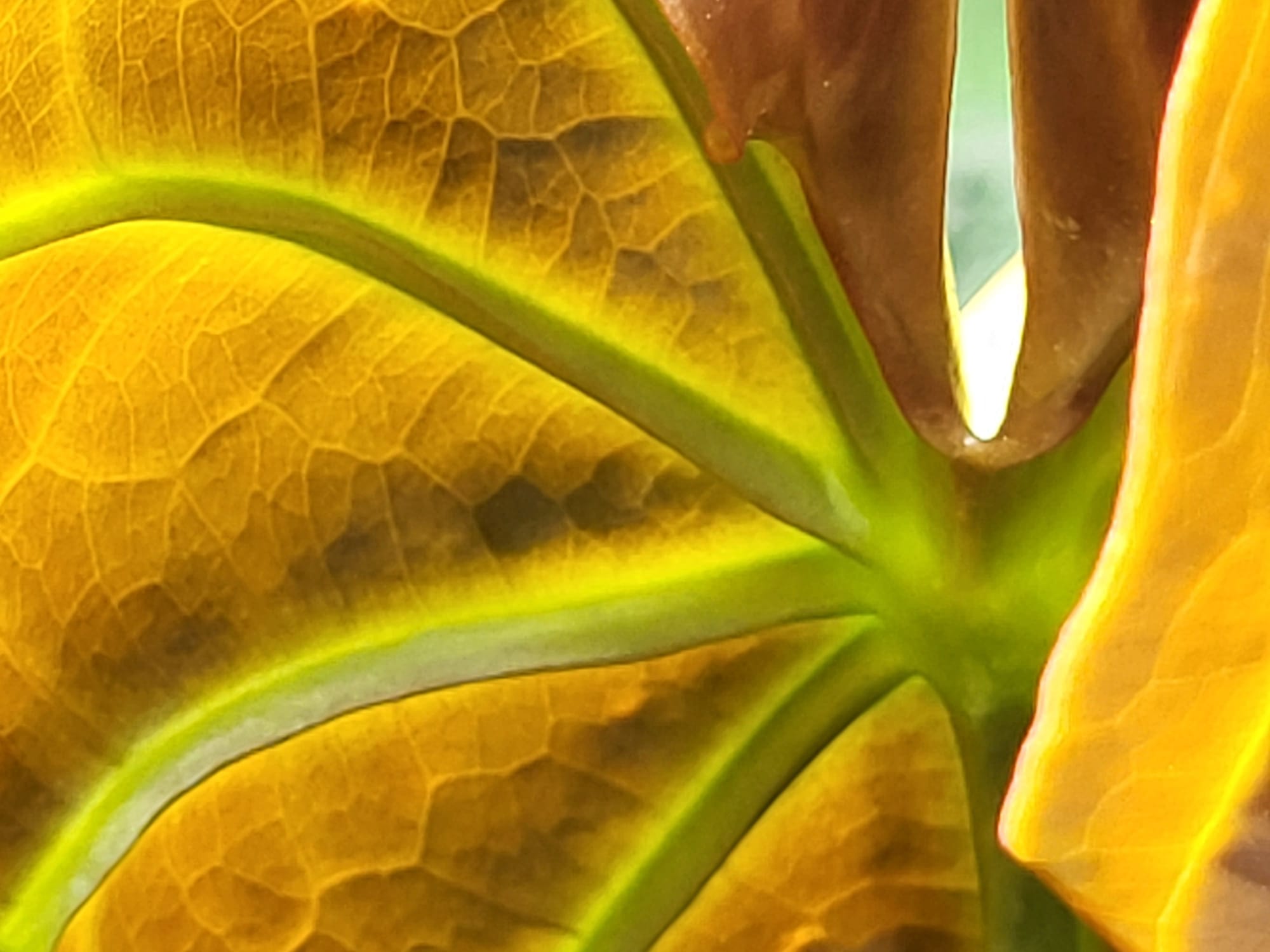 Closeup of yellow leaf with green stem. The leaf seems to bend and glow.