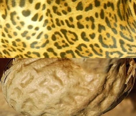 closeup of jaguar skin and peanut shell, side by side