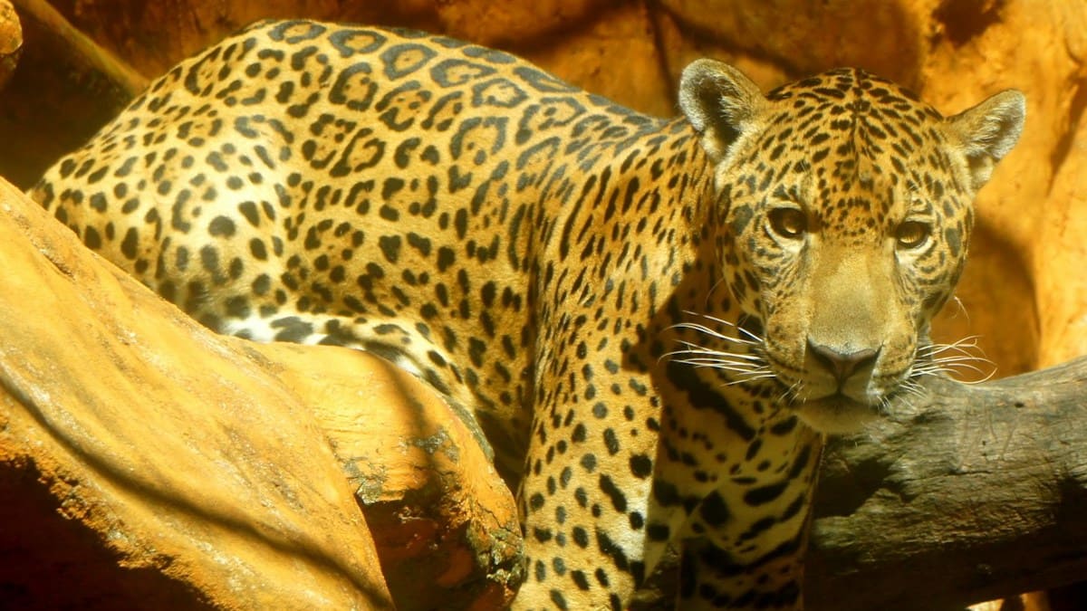 jaguar standing next to a fallen tree. the jaguar's spots are like circles or squares, black outlines on an orange background