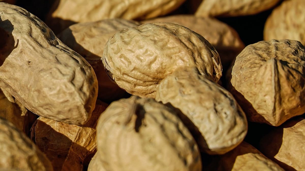 closeup of peanuts in the shell. the shells have small square-ish indentations.